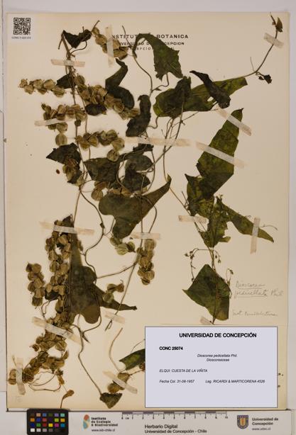 Dioscorea pedicellata [Espécimen: ]