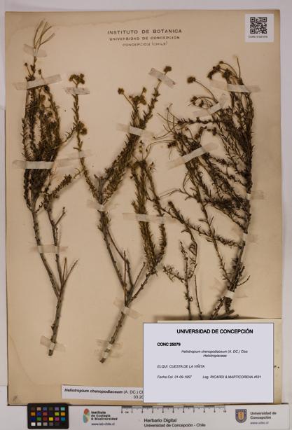 Heliotropium chenopodiaceum [Espécimen: UDEC:CONC:0025079]