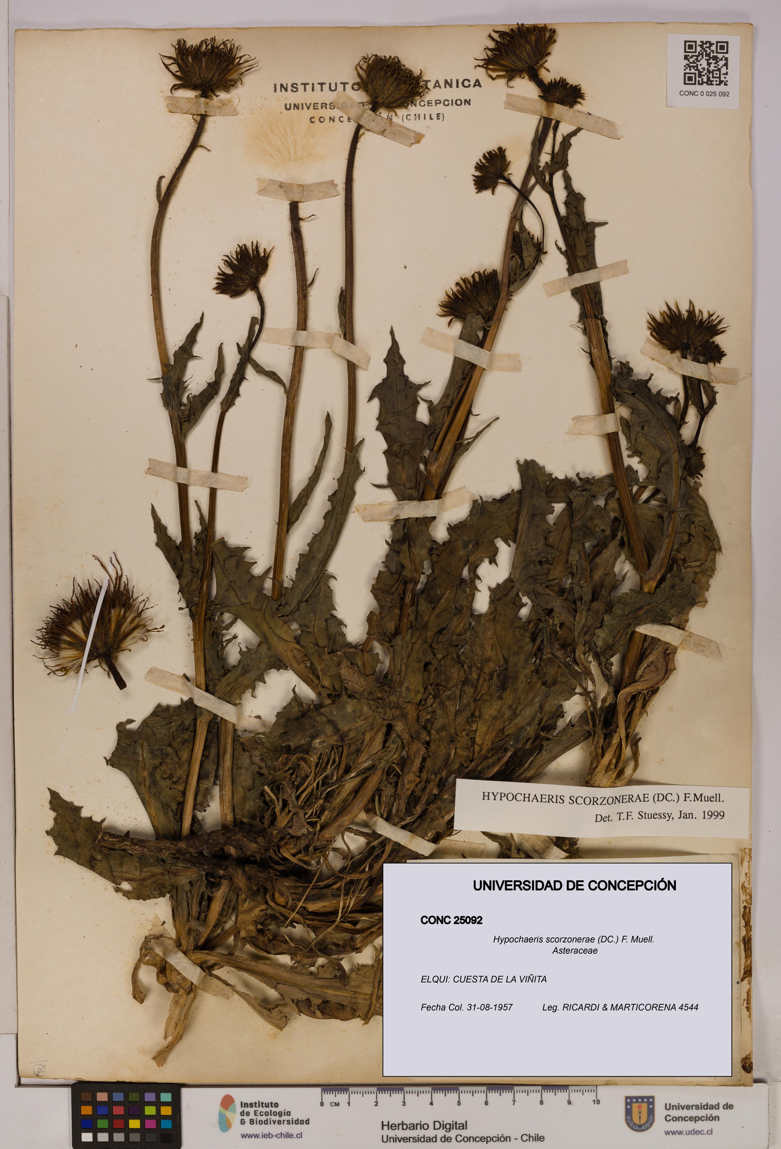 Hypochaeris scorzonerae [Espécimen: UDEC:CONC:0025092]