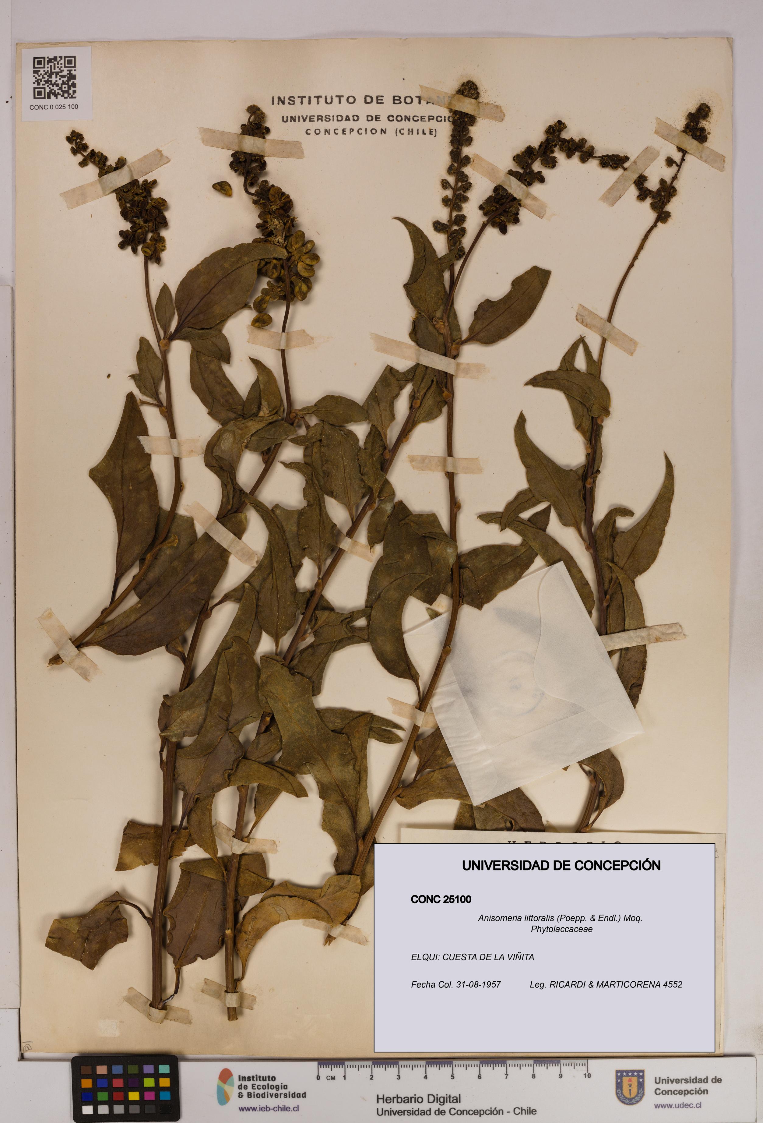 Anisomeria littoralis [Espécimen: UDEC:CONC:0025100]
