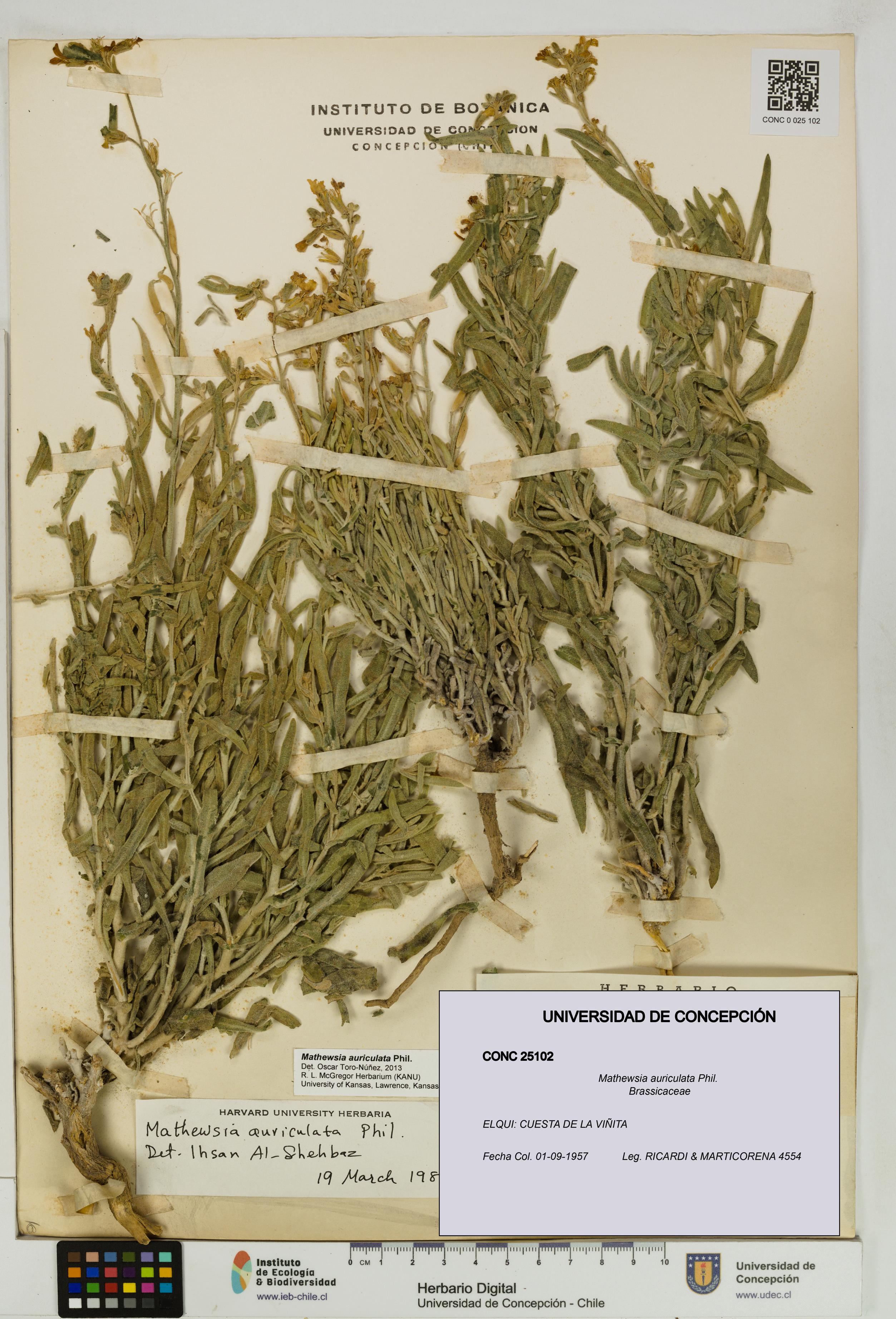 Mathewsia auriculata [Espécimen: UDEC:CONC:0025102]
