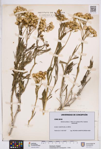 Senecio proteus var. geissei [Espécimen: ]