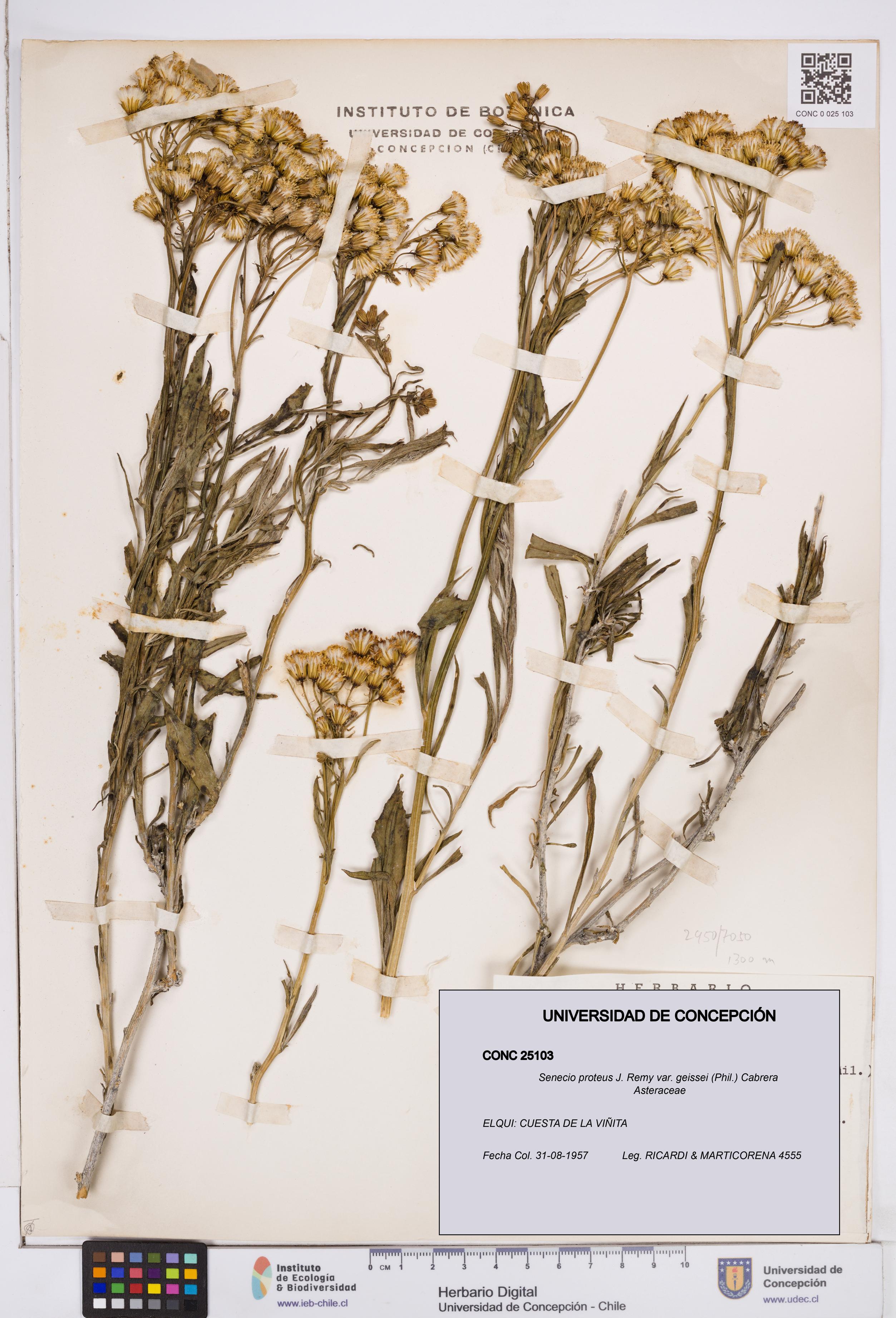 Senecio proteus var. geissei [Espécimen: ]