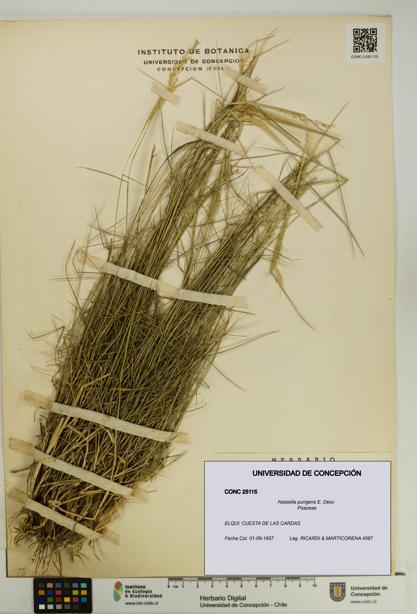 Nassella pungens [Espécimen: UDEC:CONC:0025115]