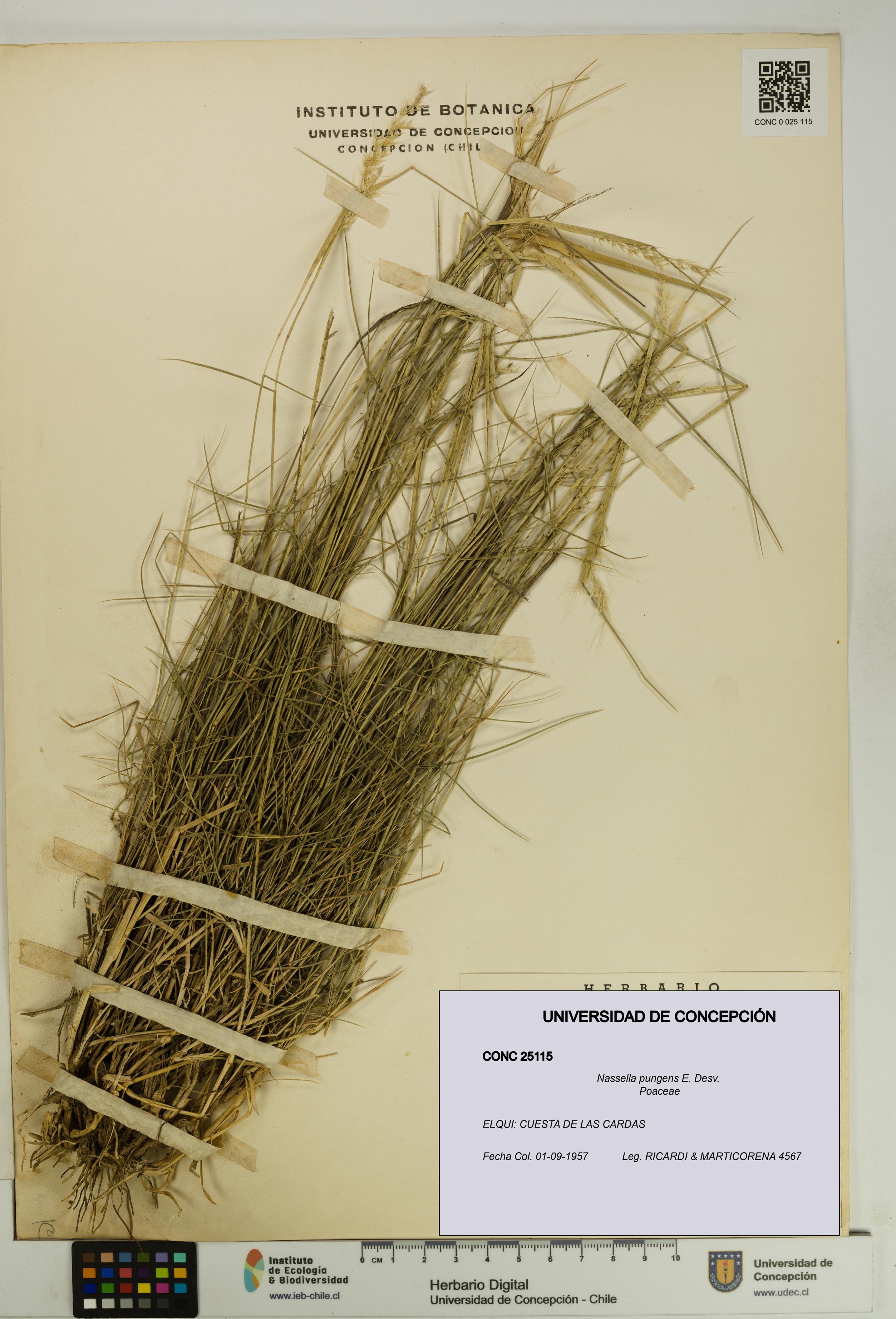 Nassella pungens [Espécimen: UDEC:CONC:0025115]