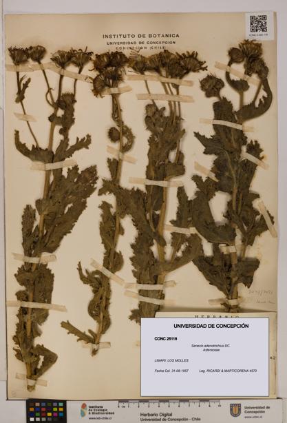 Senecio adenotrichius [Espécimen: UDEC:CONC:0025118]