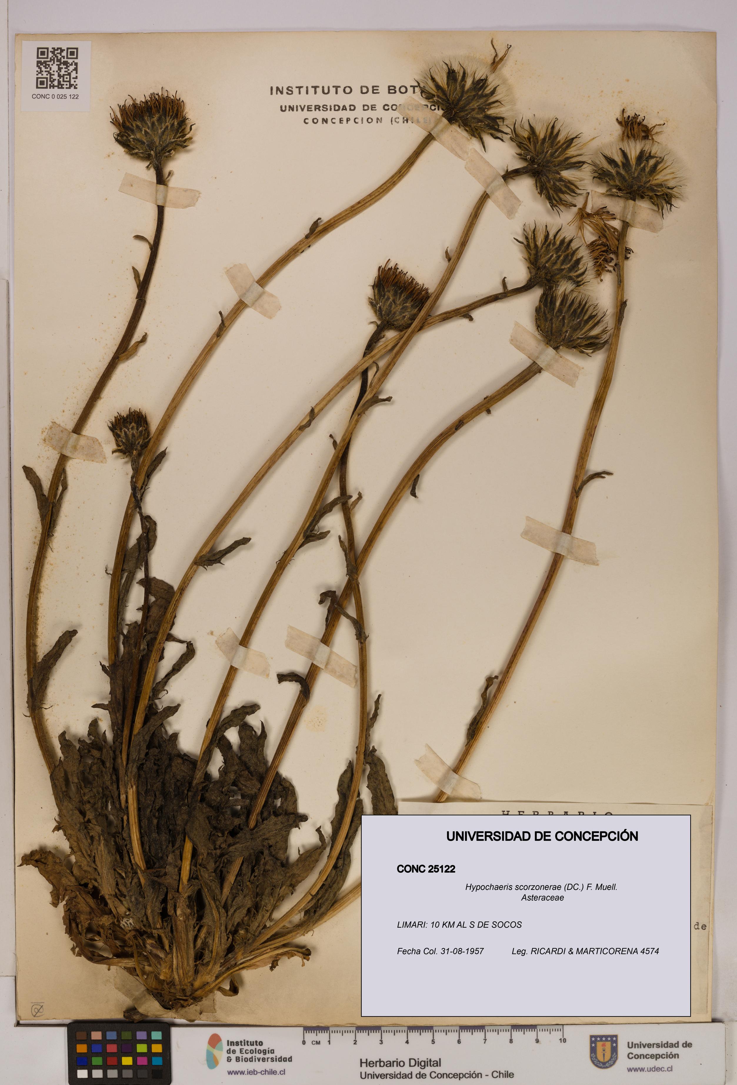 Hypochaeris scorzonerae [Espécimen: UDEC:CONC:0025122]