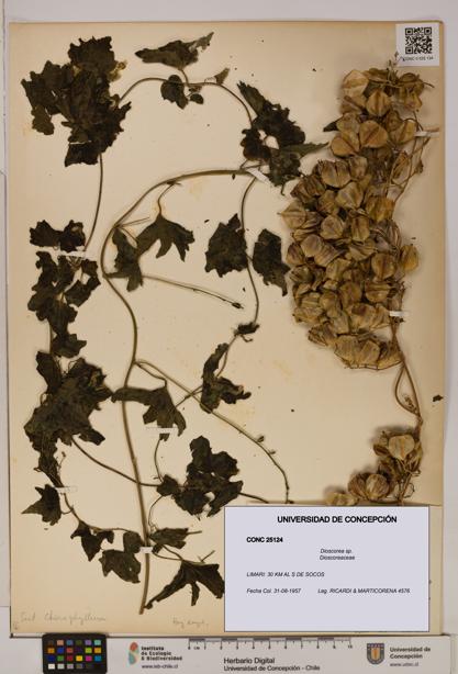 Dioscorea sp. [Espécimen: ]