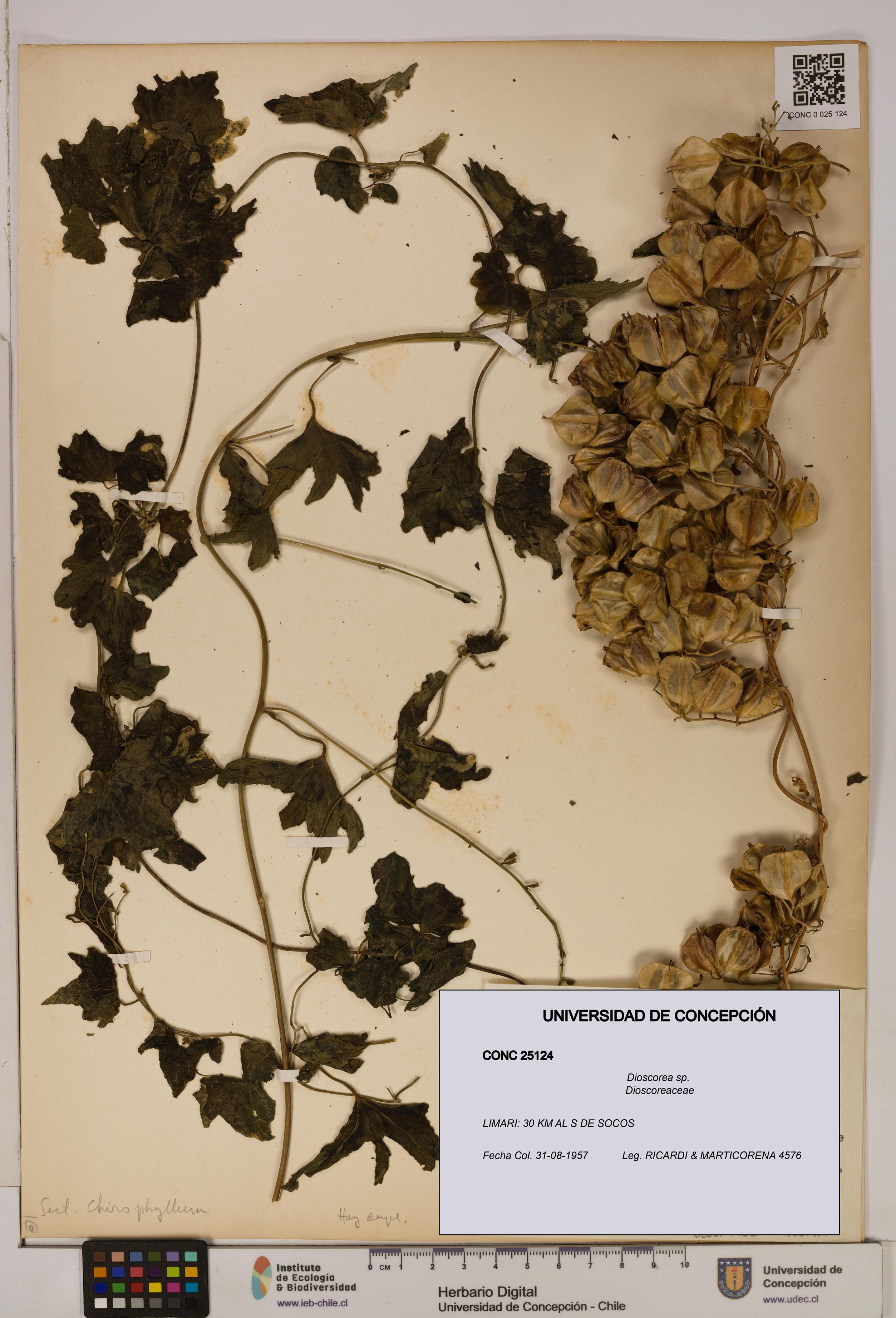 Dioscorea sp. [Espécimen: ]