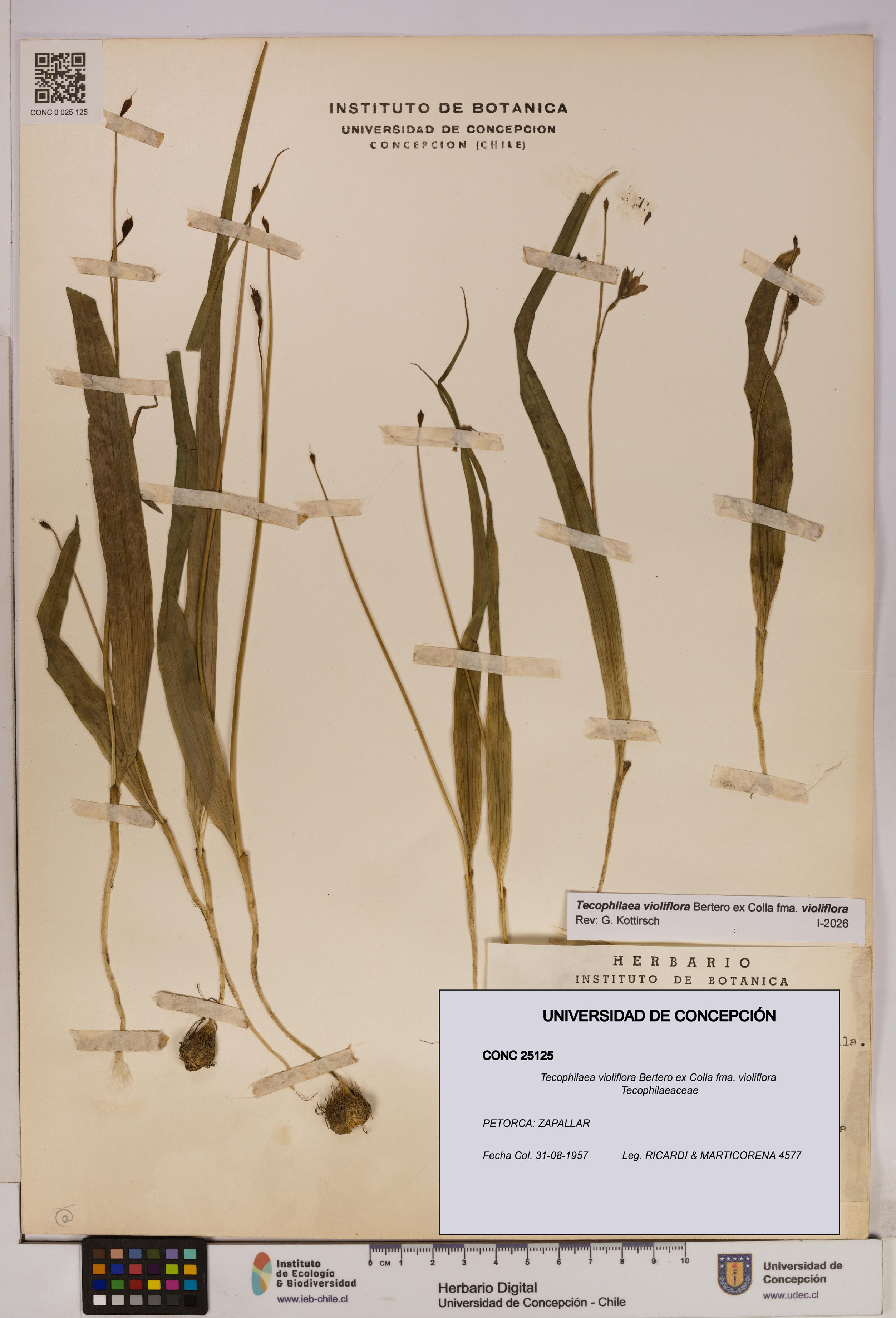 Tecophilaea violiflora fma. violiflora [Espécimen: UDEC:CONC:0025125]