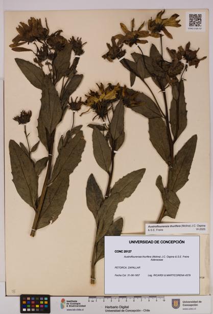 Austroflourensia thurifera [Espécimen: UDEC:CONC:0025127]