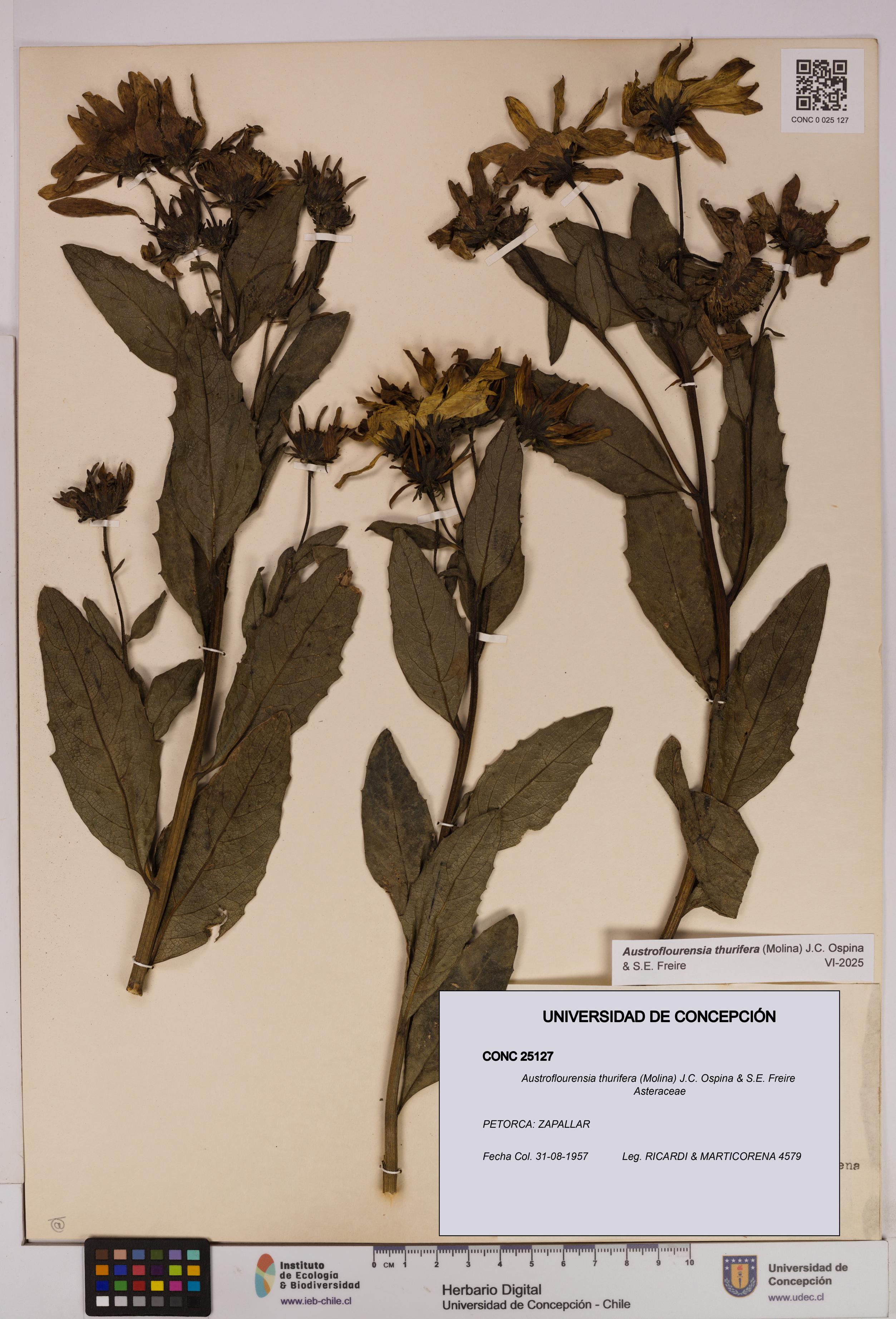 Austroflourensia thurifera [Espécimen: UDEC:CONC:0025127]