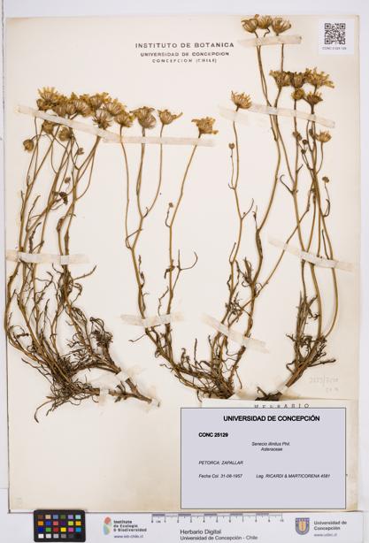 Senecio illinitus [Espécimen: ]