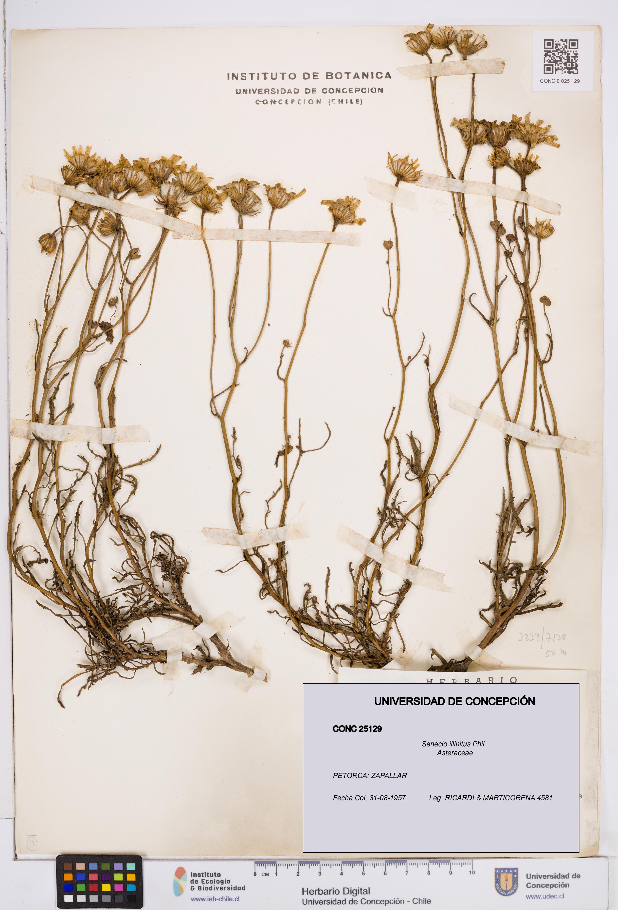 Senecio illinitus [Espécimen: ]