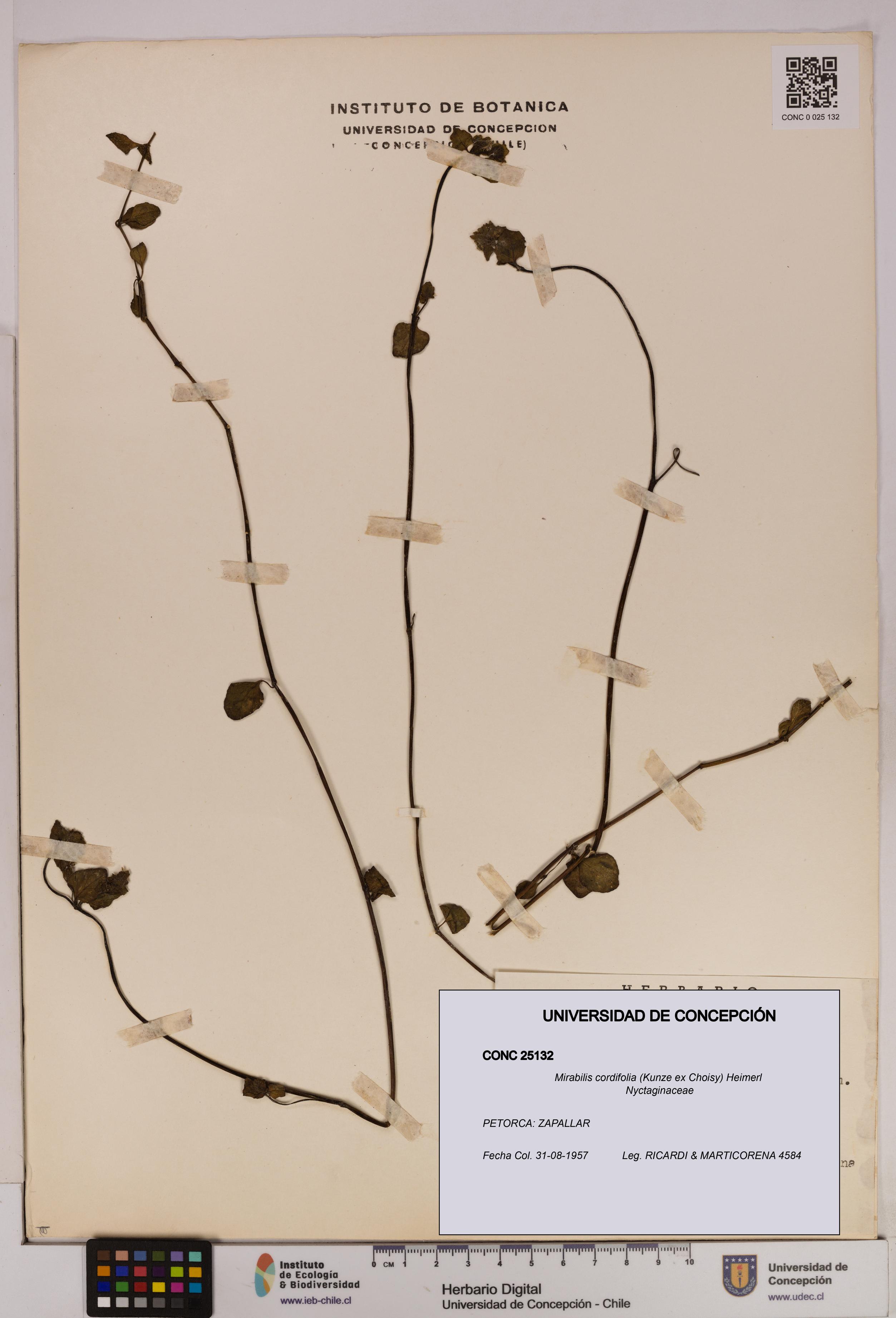 Mirabilis cordifolia [Espécimen: UDEC:CONC:0025132]