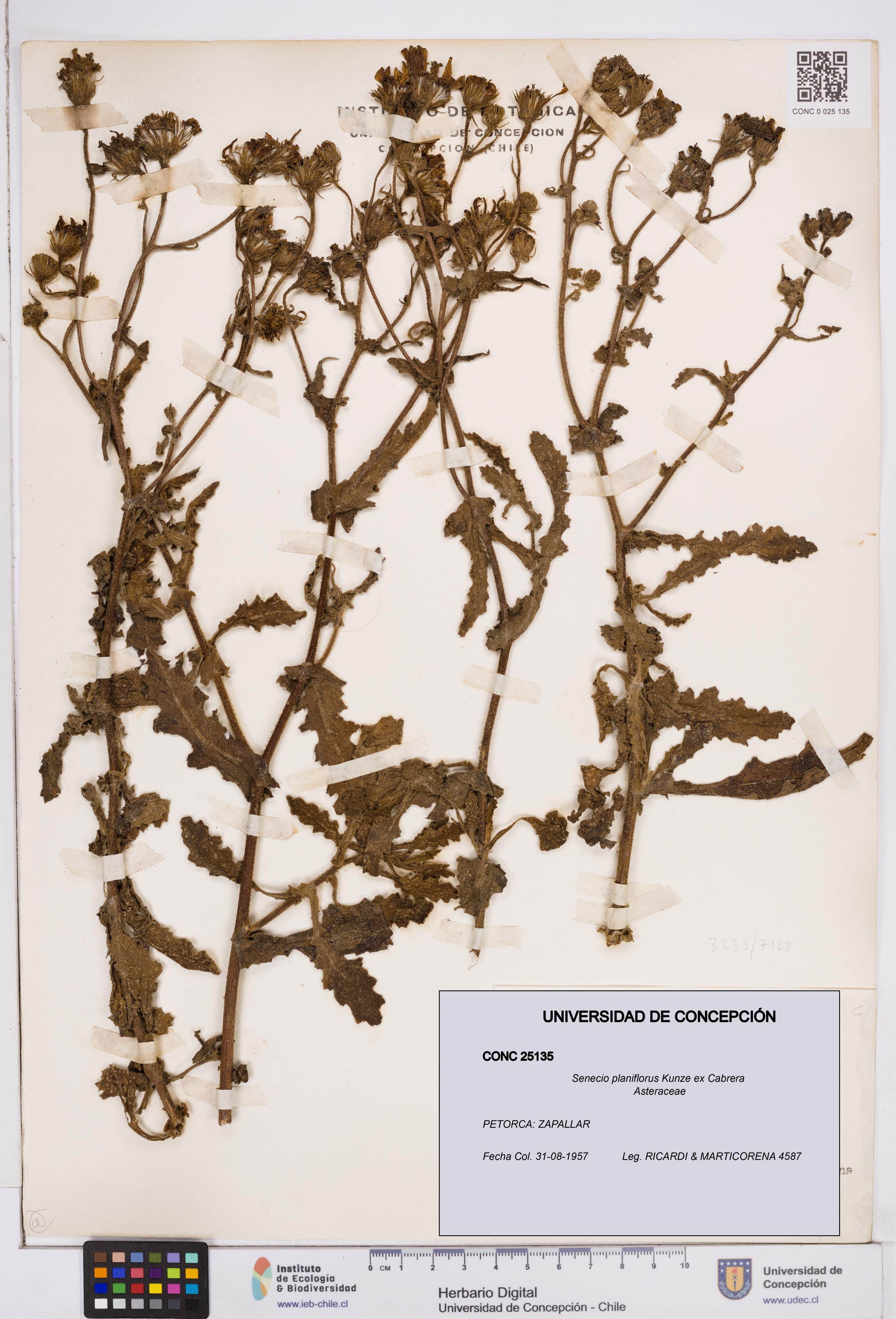 Senecio planiflorus [Espécimen: ]