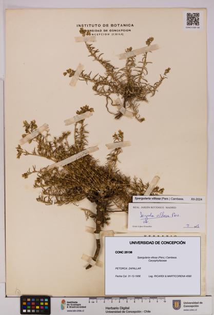 Spergularia villosa [Espécimen: UDEC:CONC:0025138]