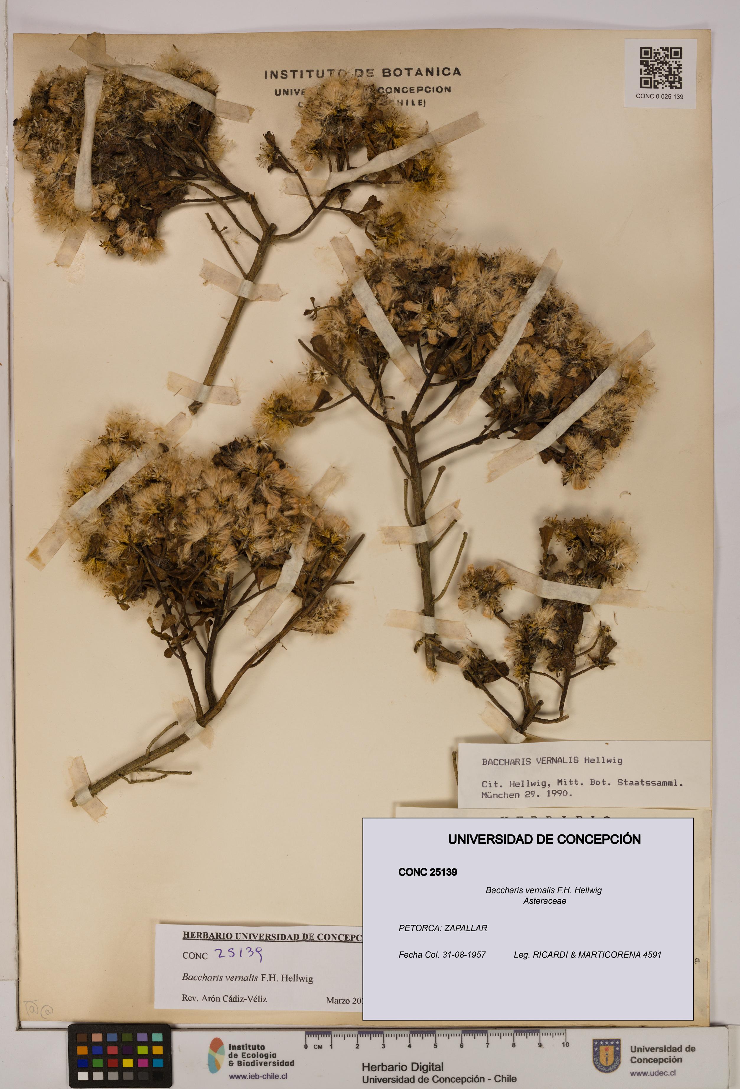 Baccharis vernalis [Espécimen: UDEC:CONC:0025139]