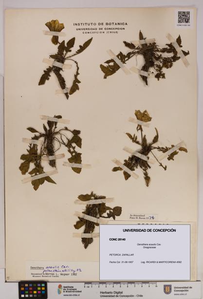 Oenothera acaulis [Espécimen: UDEC:CONC:0025140]