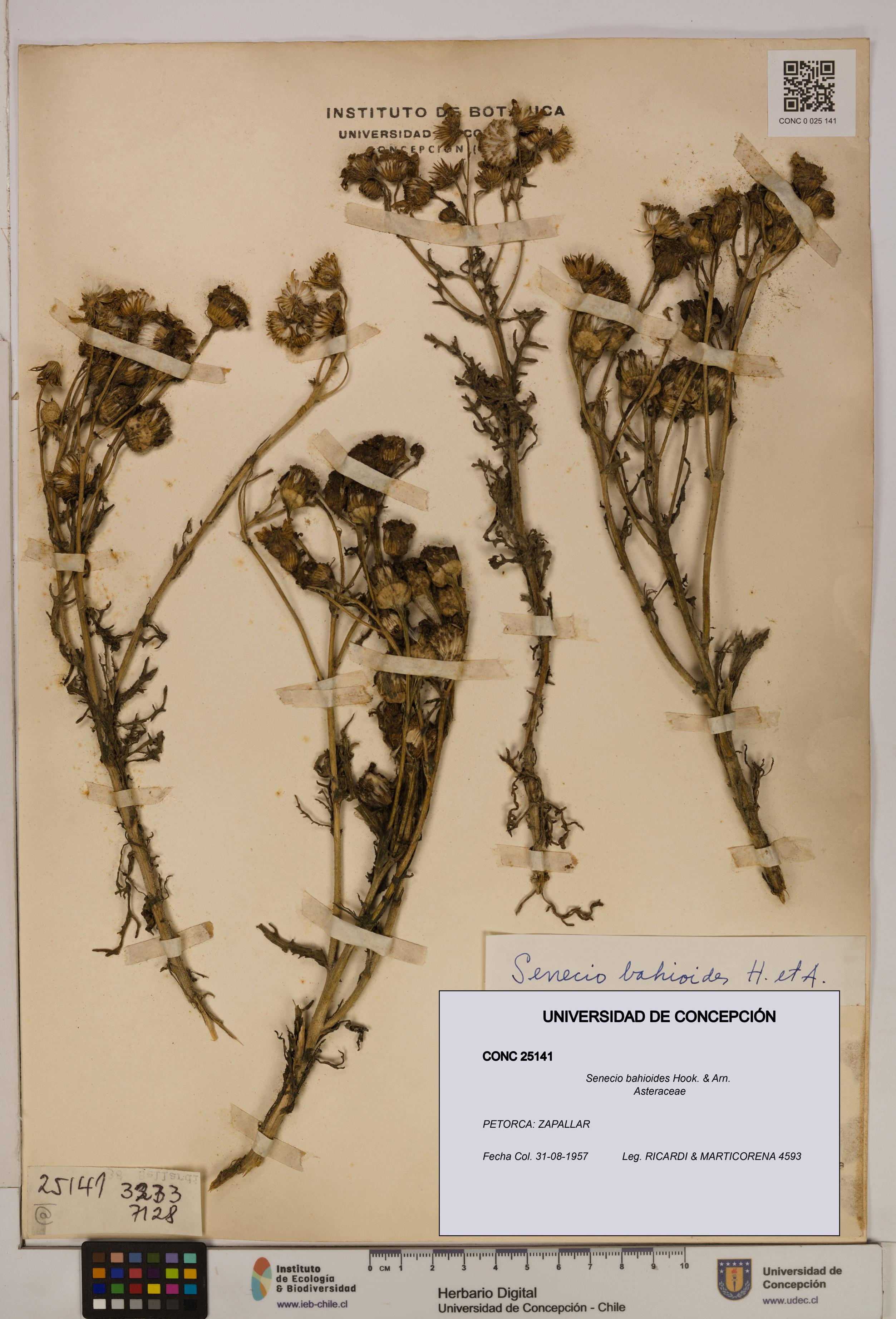 Senecio bahioides [Espécimen: UDEC:CONC:0025141]