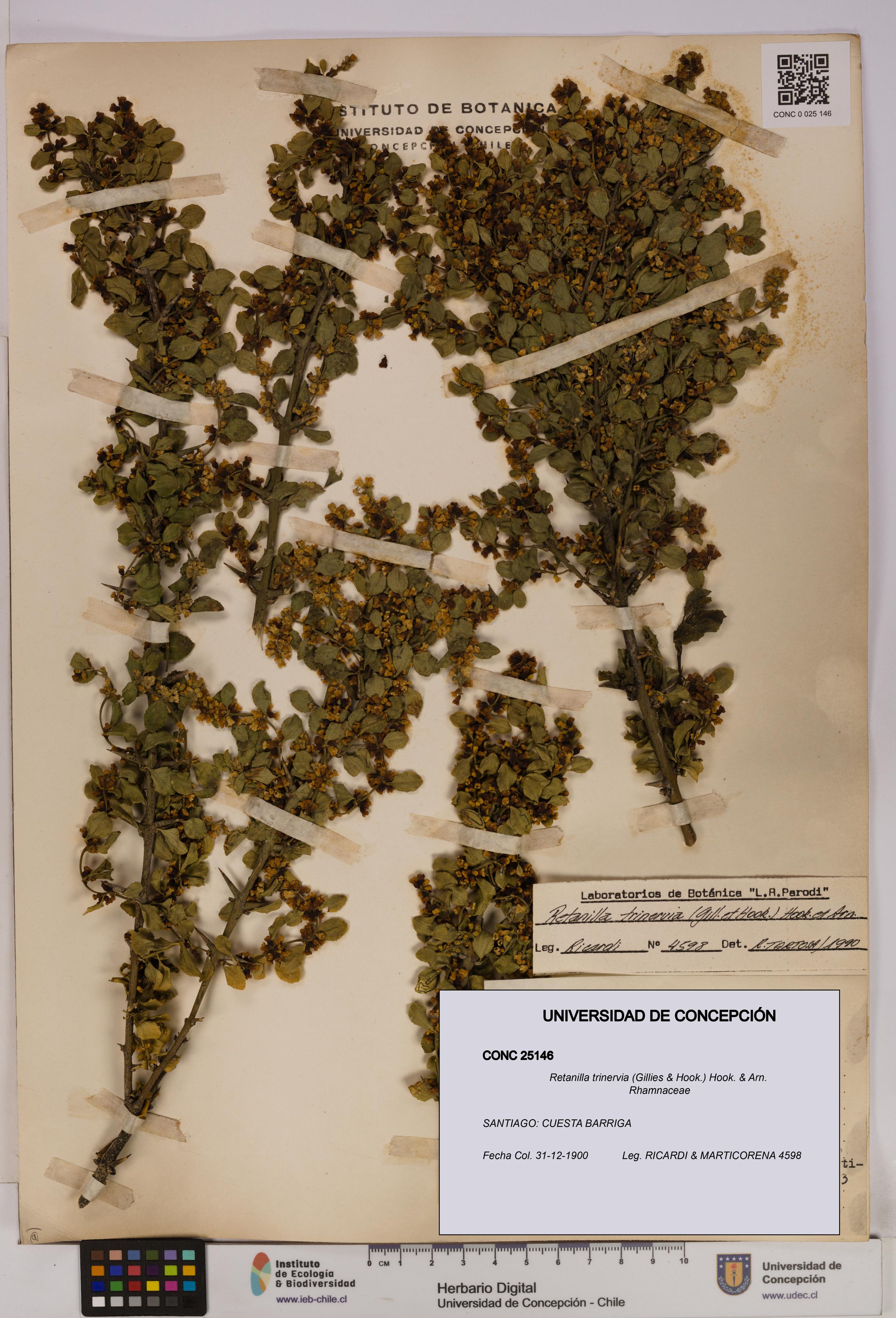 Retanilla trinervia [Espécimen: UDEC:CONC:0025146]