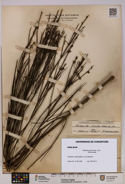 Retanilla stricta [Espécimen: UDEC:CONC:0025149]