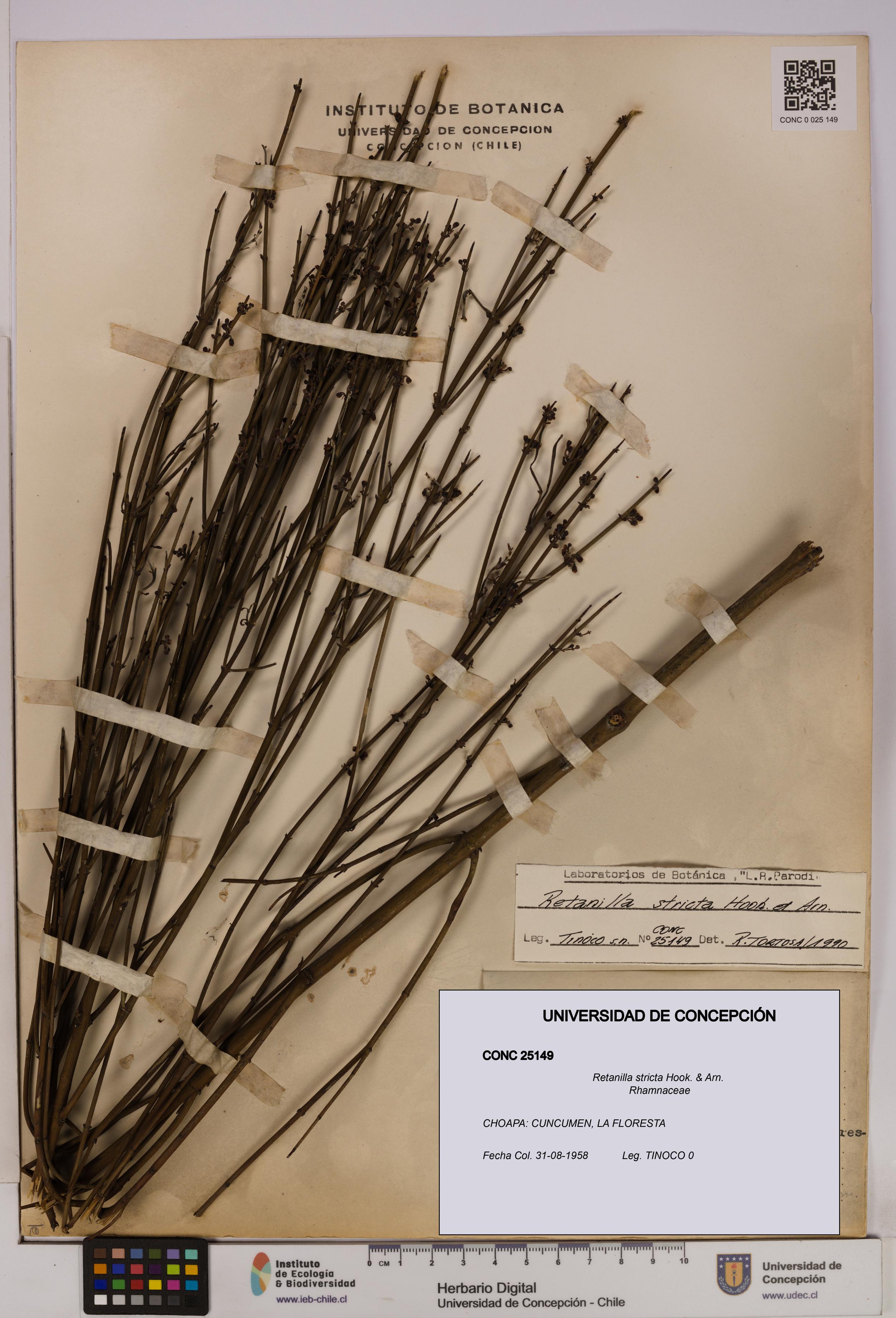 Retanilla stricta [Espécimen: UDEC:CONC:0025149]