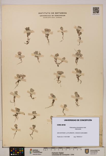 Psilocarphus brevissimus [Espécimen: ]