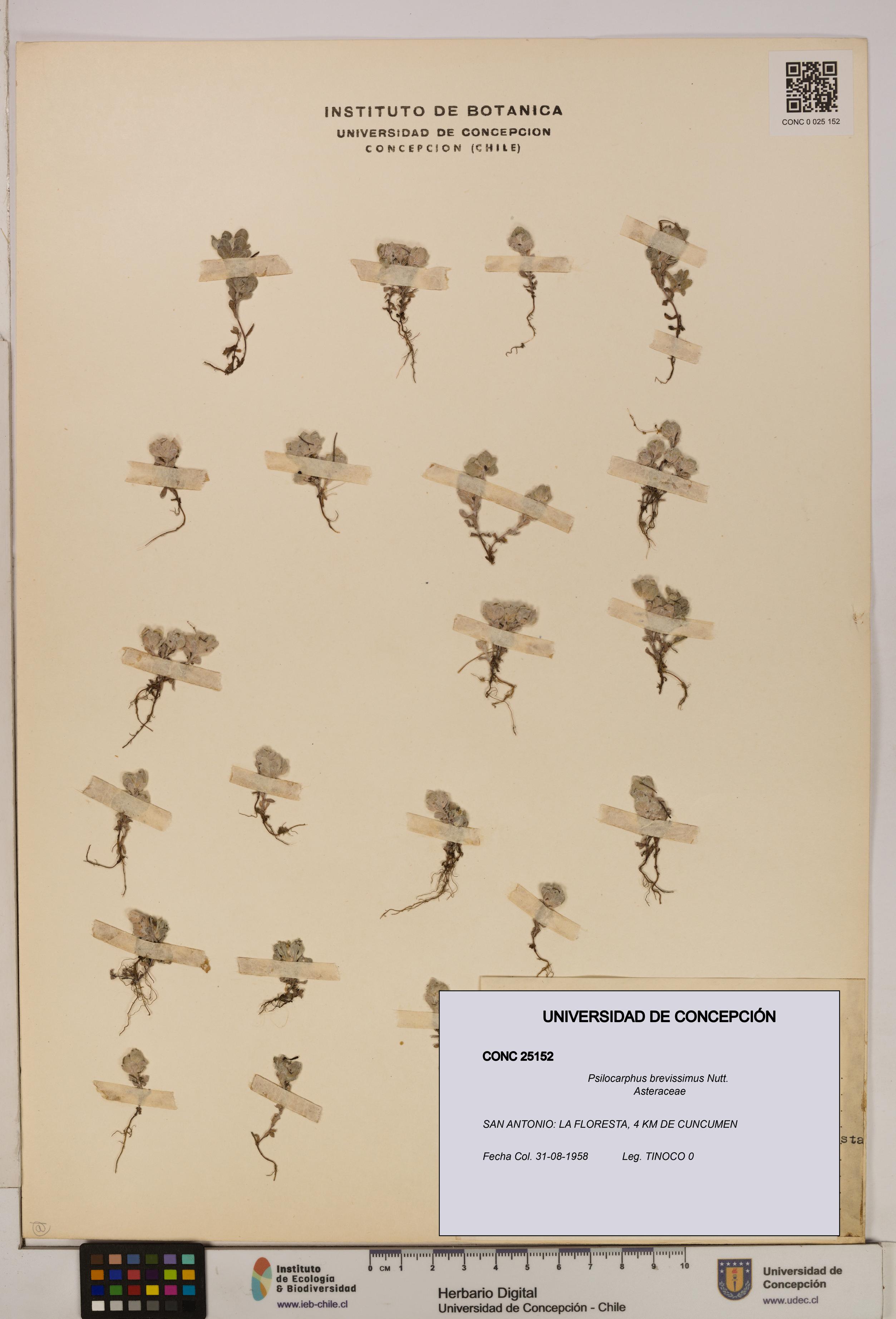 Psilocarphus brevissimus [Espécimen: ]
