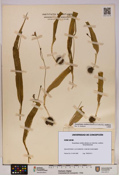 Tecophilaea violiflora fma. violiflora [Espécimen: UDEC:CONC:0025156]