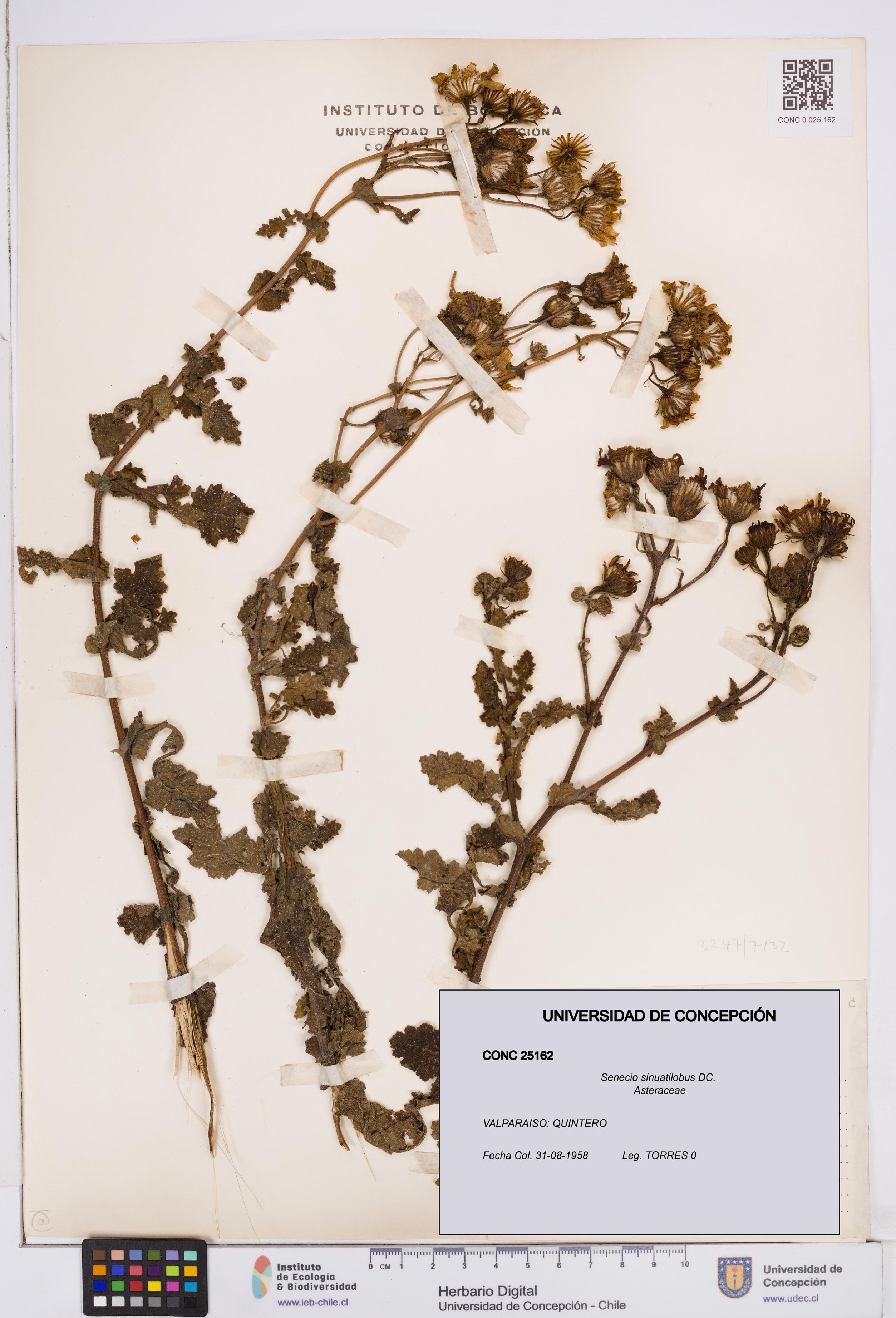 Senecio sinuatilobus [Espécimen: ]