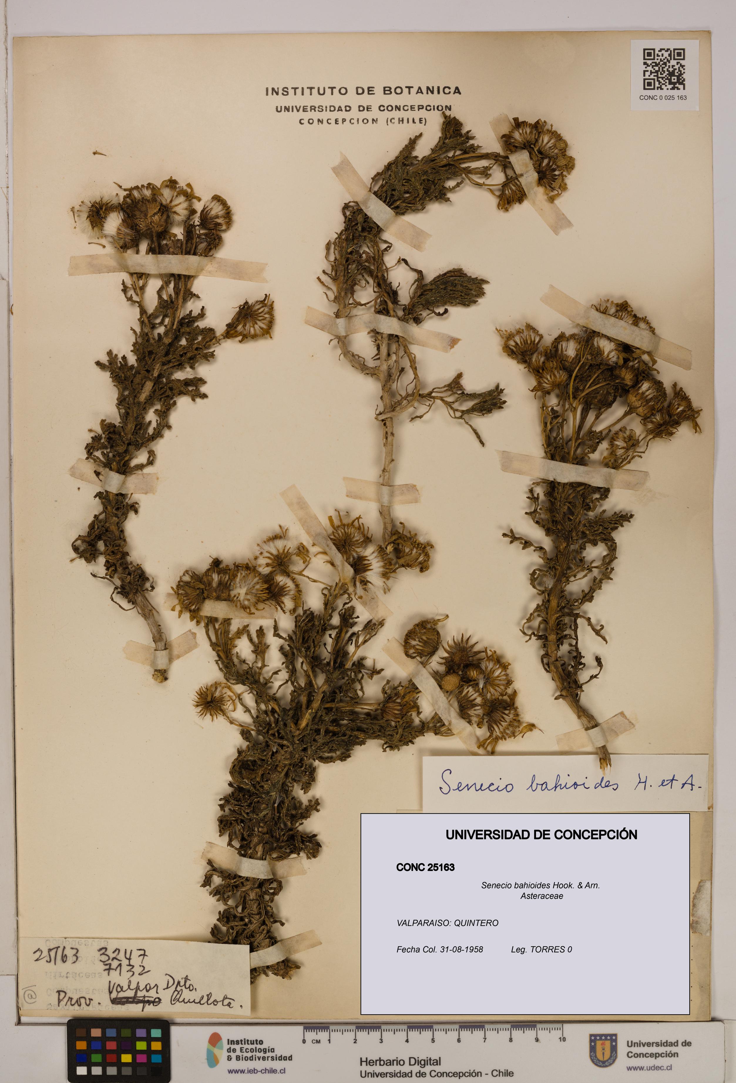 Senecio bahioides [Espécimen: UDEC:CONC:0025163]