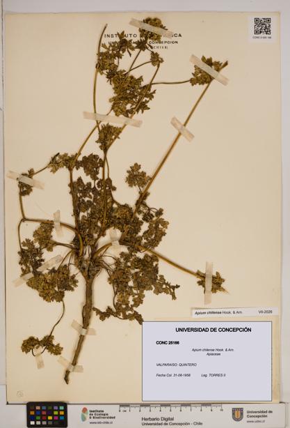 Apium chilense [Espécimen: ]