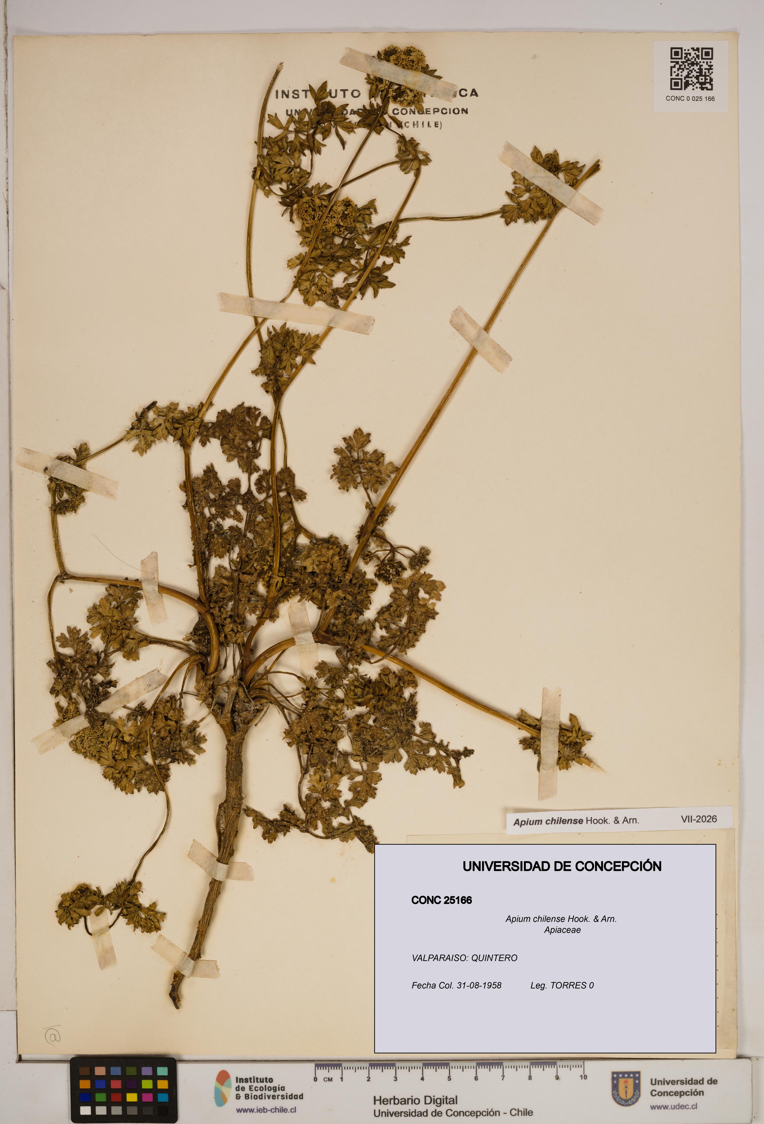 Apium chilense [Espécimen: ]