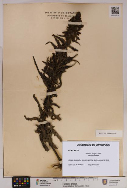 Bellardia trixago [Espécimen: UDEC:CONC:0025179]