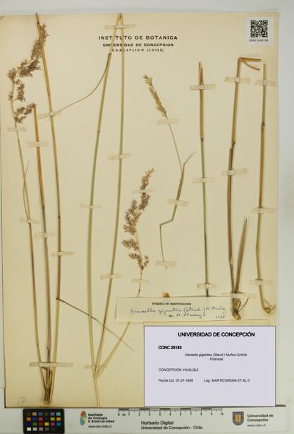 Nassella gigantea [Espécimen: UDEC:CONC:0025183]