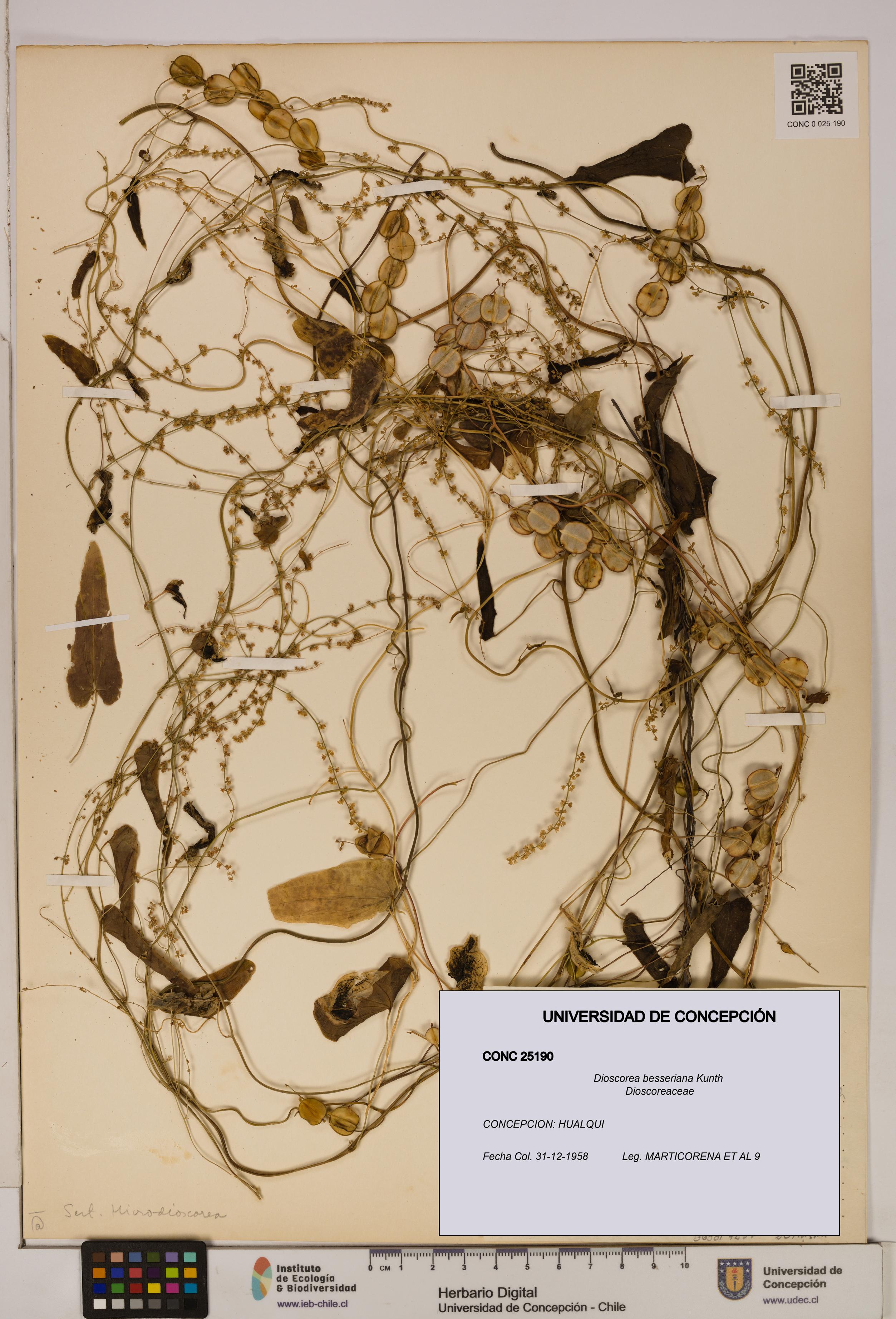 Dioscorea besseriana [Espécimen: ]