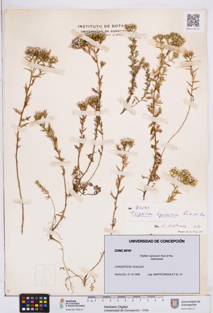 Triptilion spinosum [Espécimen: ]
