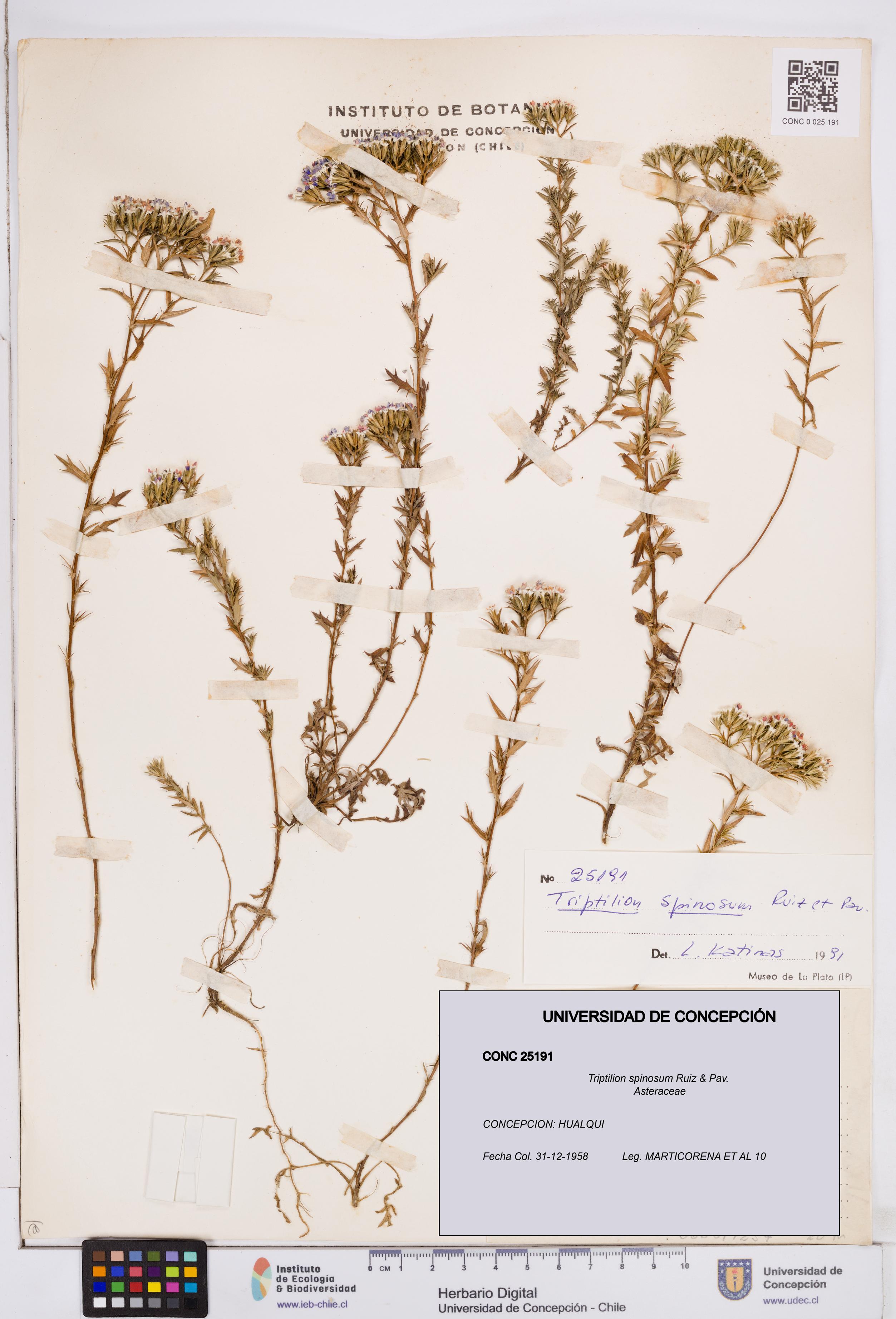 Triptilion spinosum [Espécimen: ]