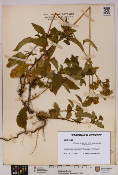 Calceolaria dentata subsp. dentata [Espécimen: UDEC:CONC:0025193]