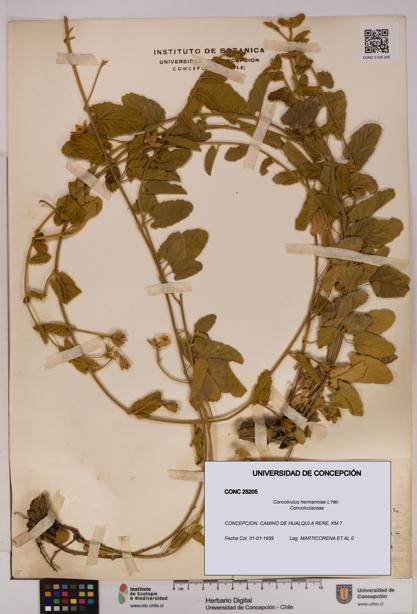 Convolvulus hermanniae [Espécimen: UDEC:CONC:0025205]