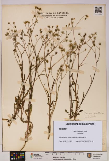 Crepis capillaris [Espécimen: UDEC:CONC:0025206]