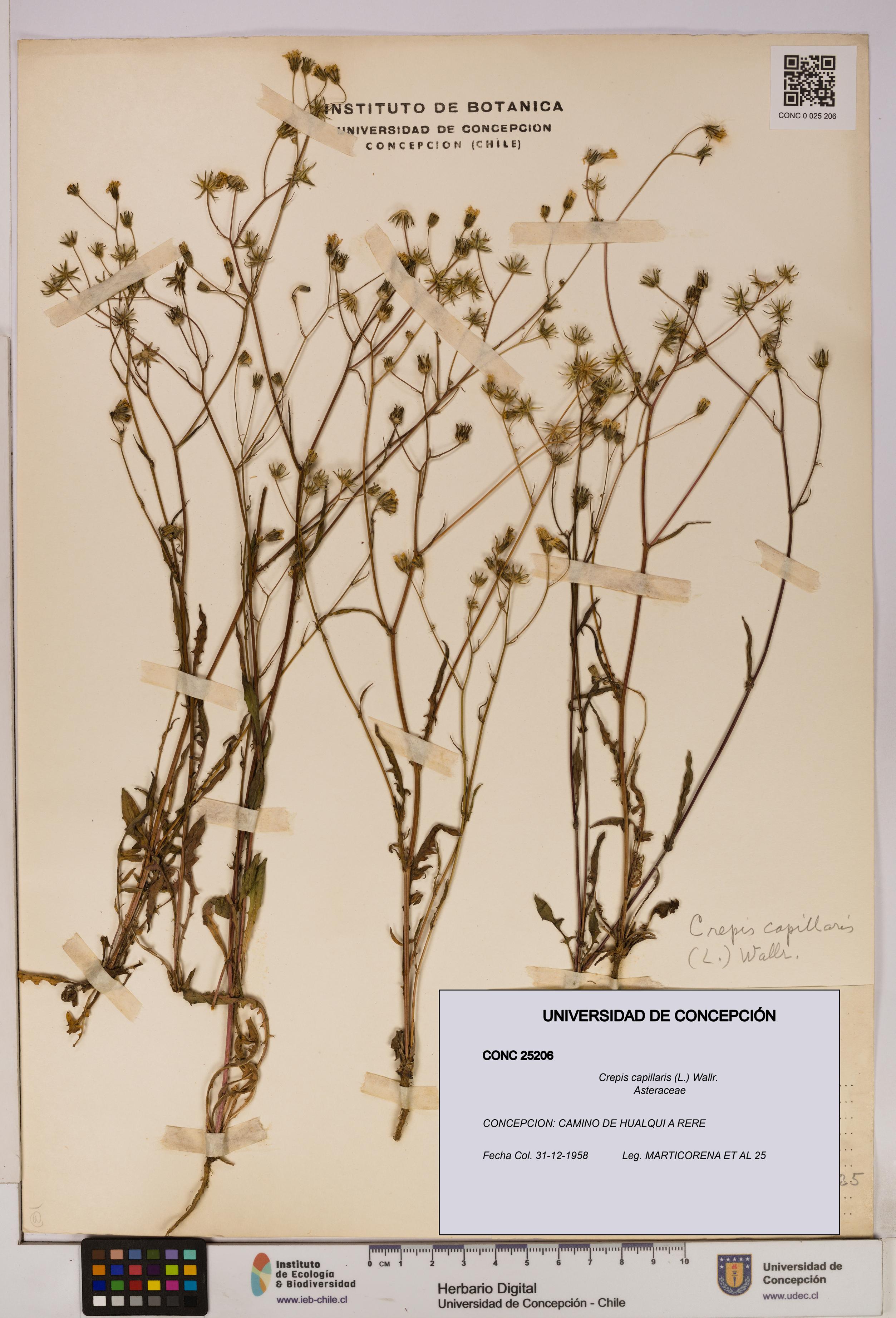 Crepis capillaris [Espécimen: UDEC:CONC:0025206]