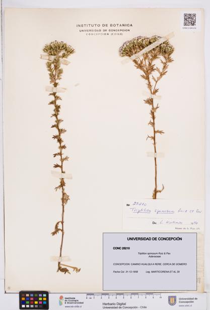 Triptilion spinosum [Espécimen: ]