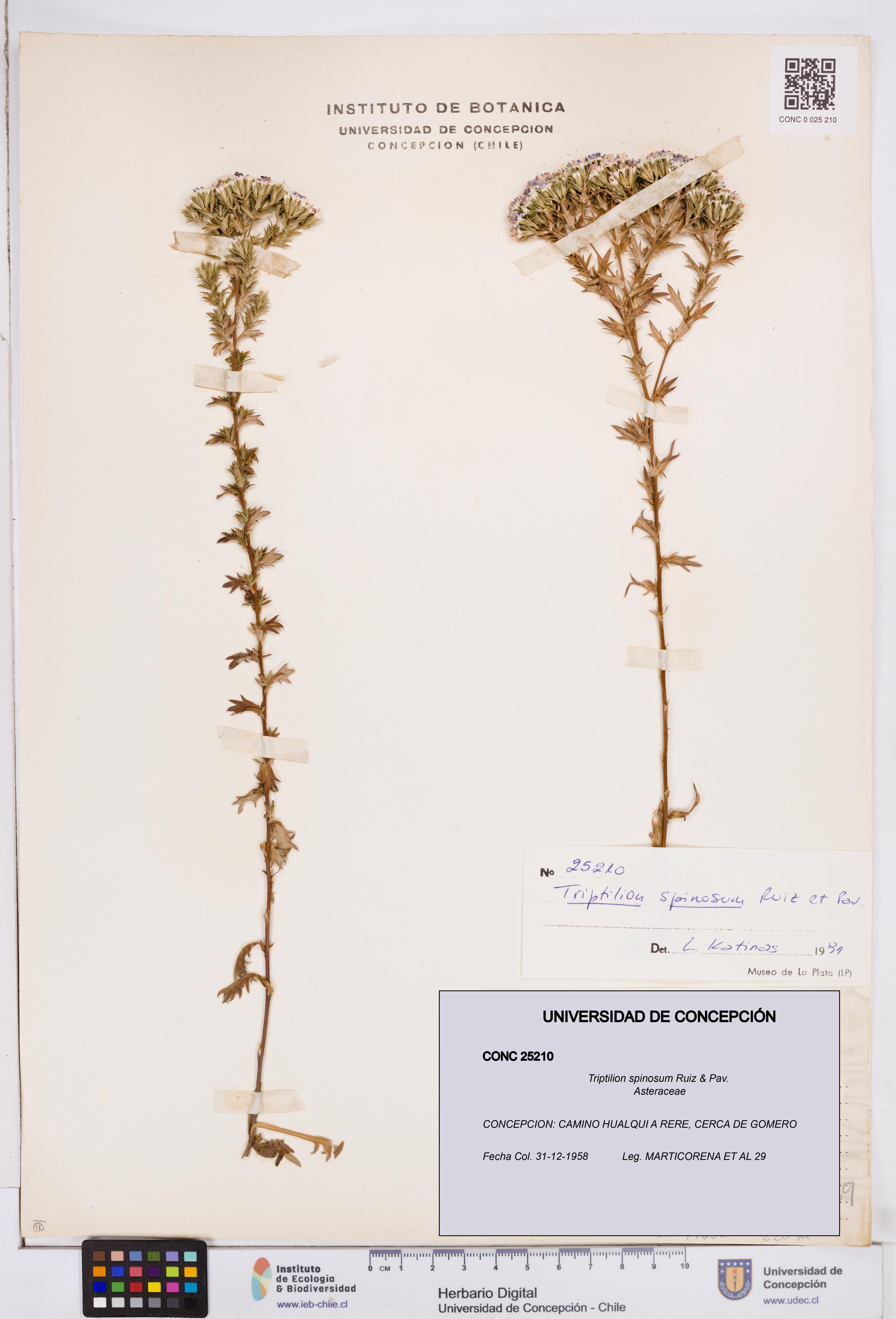 Triptilion spinosum [Espécimen: ]