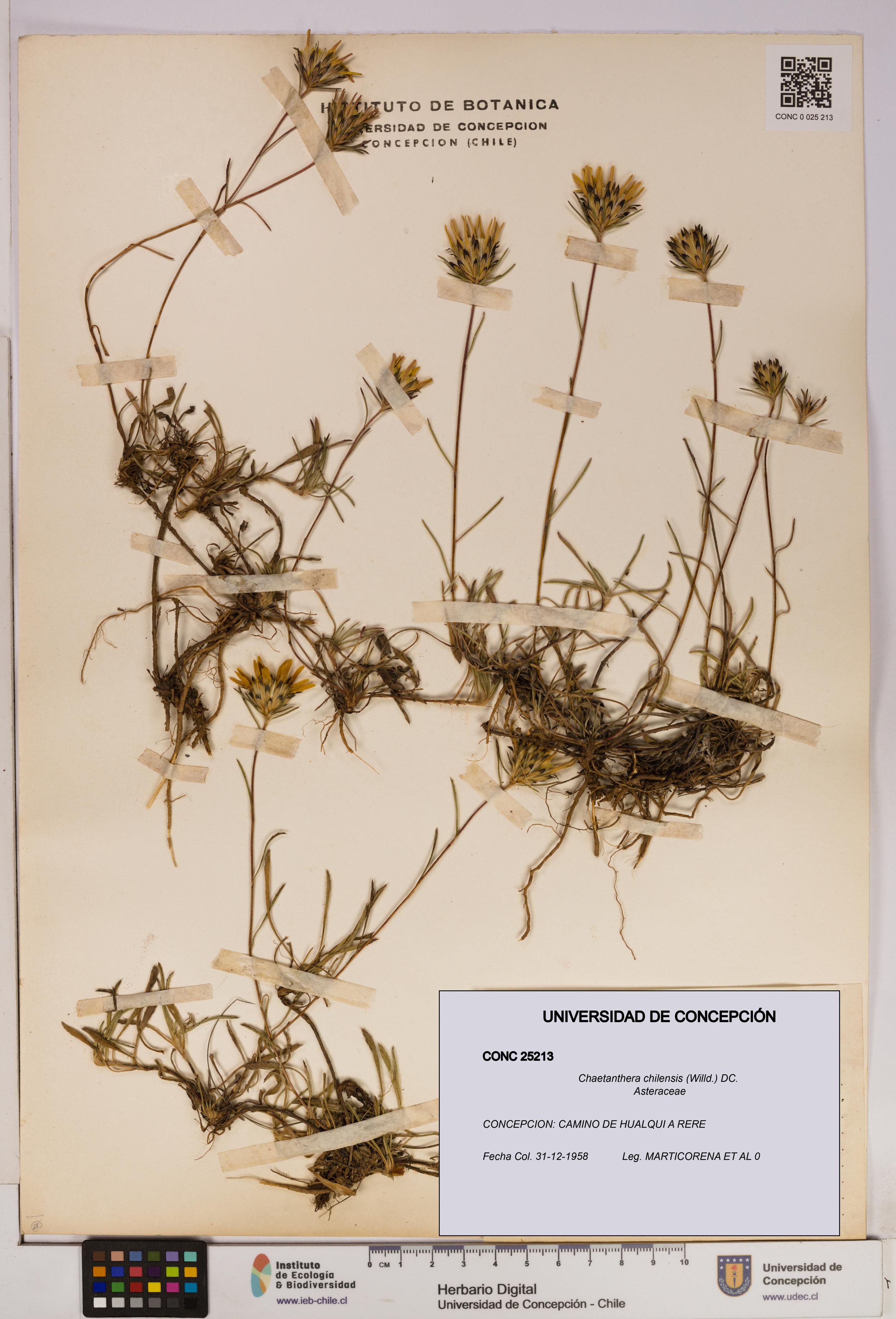 Chaetanthera chilensis [Espécimen: UDEC:CONC:0025213]