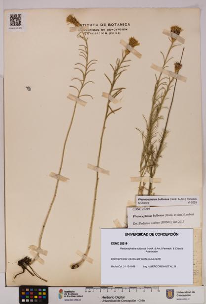 Plectocephalus bulbosus [Espécimen: UDEC:CONC:0025219]