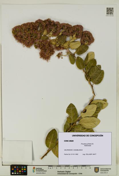 Proustia pyrifolia [Espécimen: UDEC:CONC:0025220]