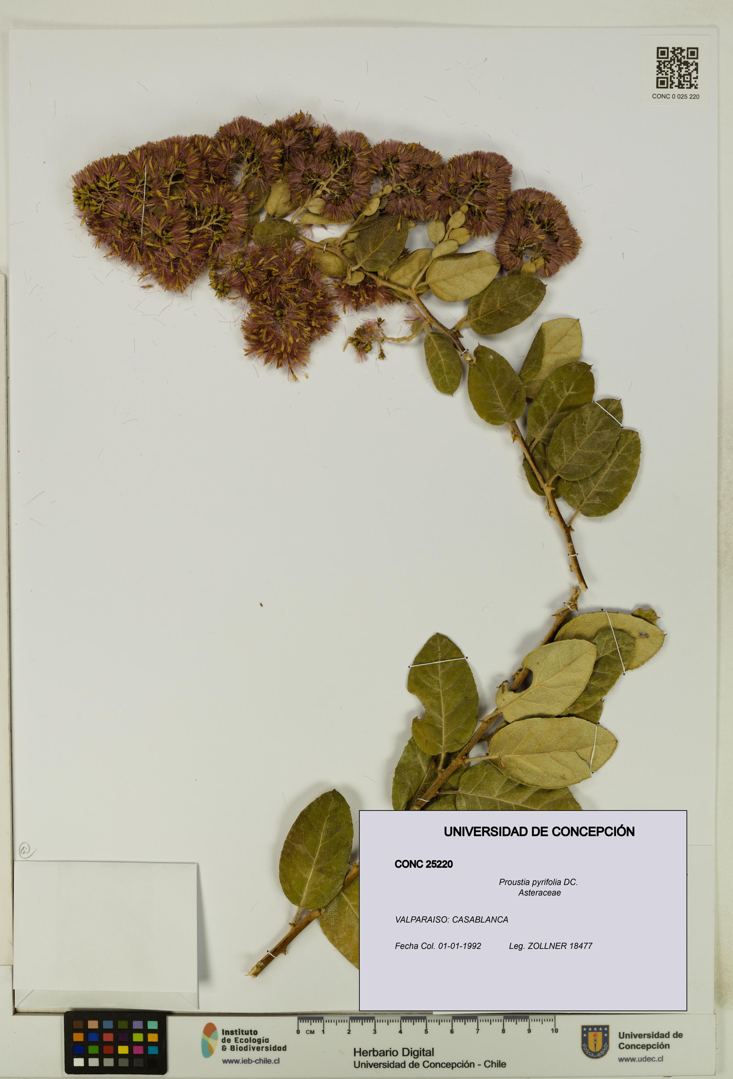 Proustia pyrifolia [Espécimen: UDEC:CONC:0025220]