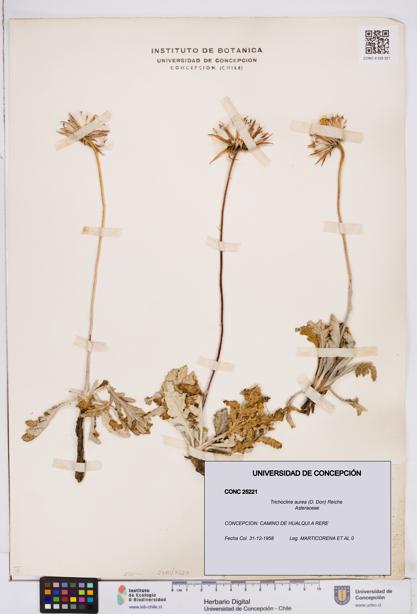 Trichocline aurea [Espécimen: ]